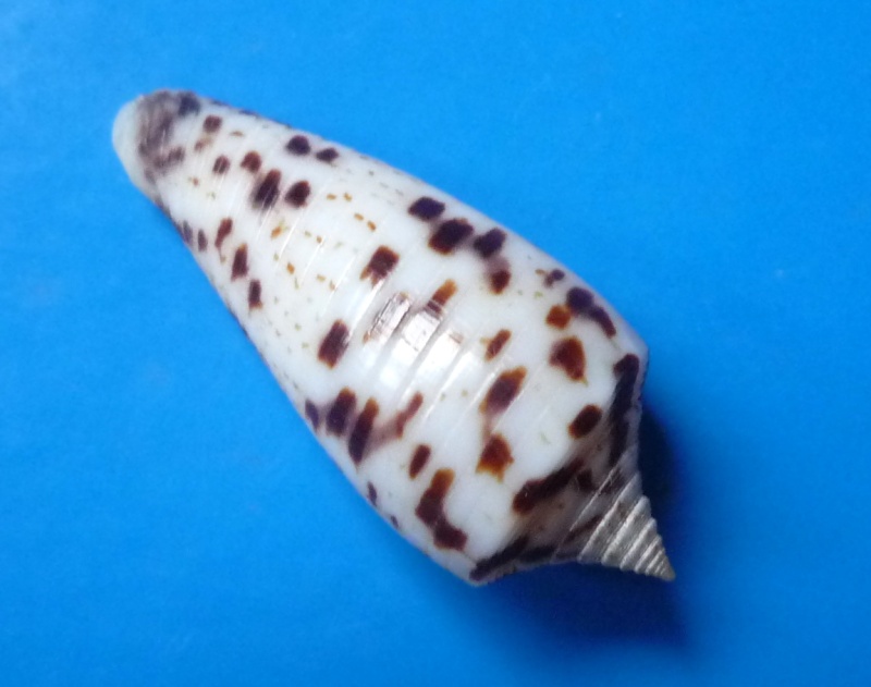 Conus (Phasmoconus) zapatosensis   Röckel, 1987 Canus254