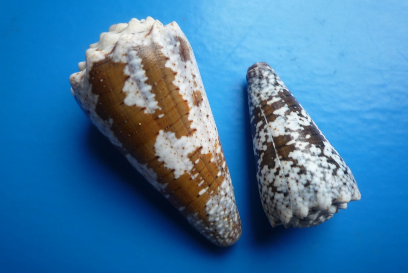 Conus (Stephanoconus) fuscatus   Born, 1778 Canus263