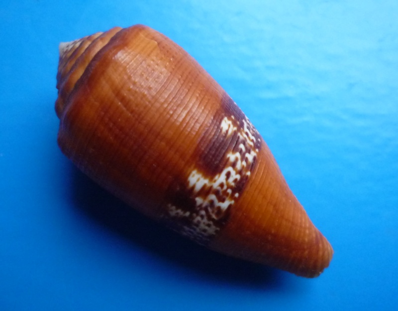 Conidae Conus (Rubroconus) coccineus   Gmelin, 1791 Canus275