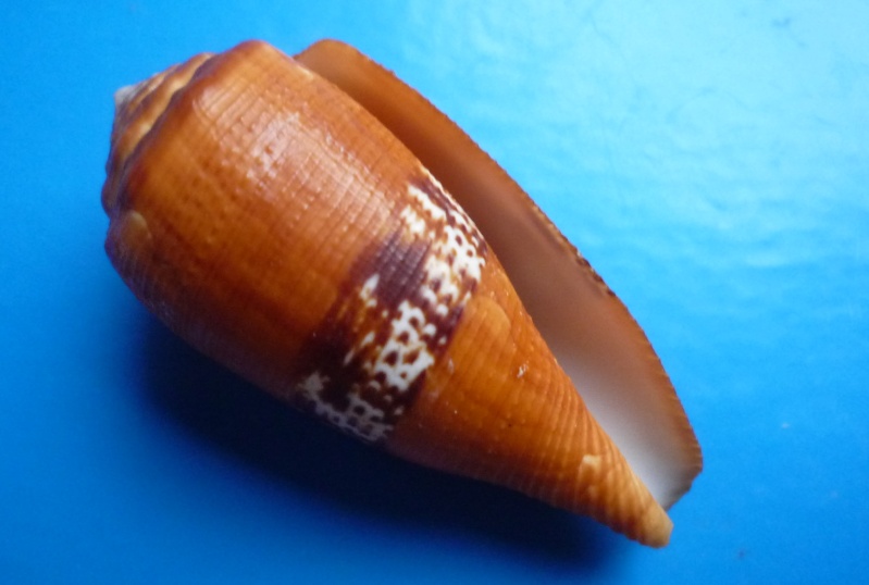 Conidae Conus (Rubroconus) coccineus   Gmelin, 1791 Canus277