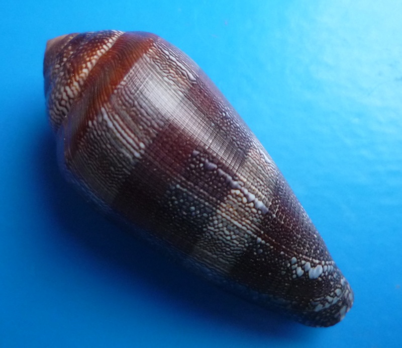 Conus (Darioconus) pennaceus elisae    Kiener, 1846 Canus299