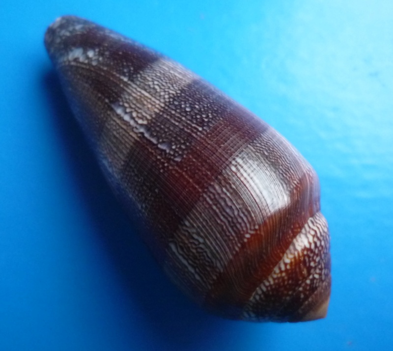 Conus (Darioconus) pennaceus elisae    Kiener, 1846 Canus300