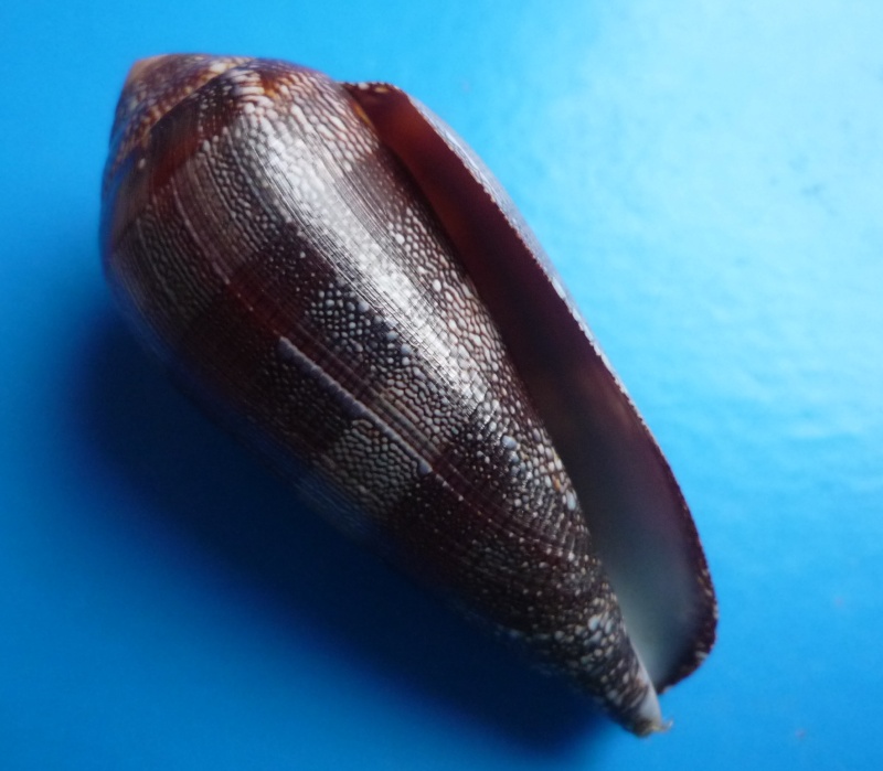 Conus (Darioconus) pennaceus elisae    Kiener, 1846 Canus301