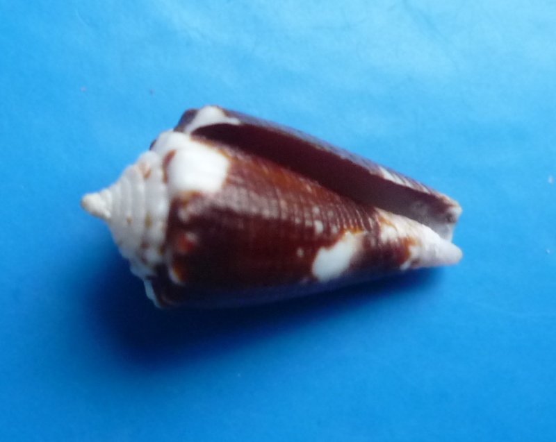 Conus (Phasmoconus) exiguus   Lamarck, 1810  Canus334