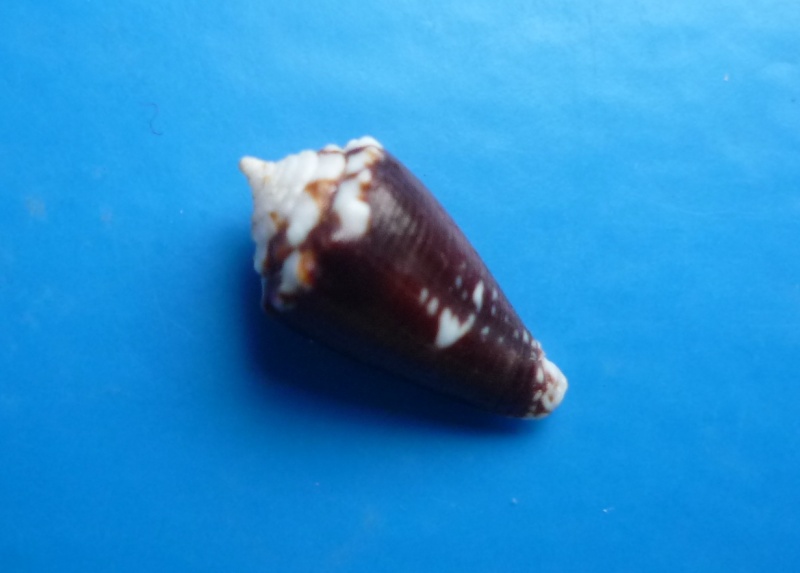 Conus (Phasmoconus) exiguus   Lamarck, 1810  Canus335
