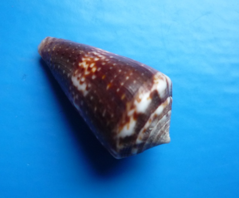 Conus (Splinoconus) rupelli (Reeve, 1848) voir Conus (Splinoconus) boeticus Canus393