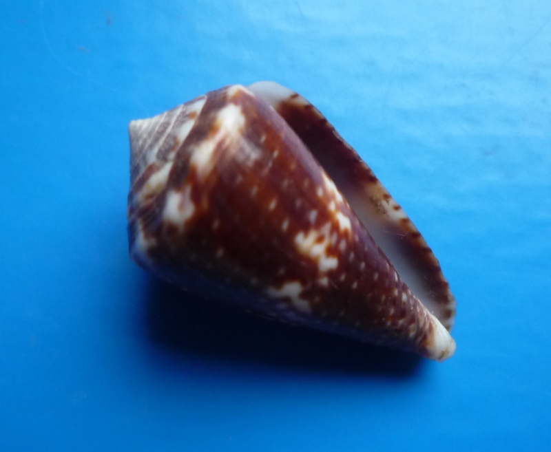 Conus (Splinoconus) rupelli (Reeve, 1848) voir Conus (Splinoconus) boeticus Canus394