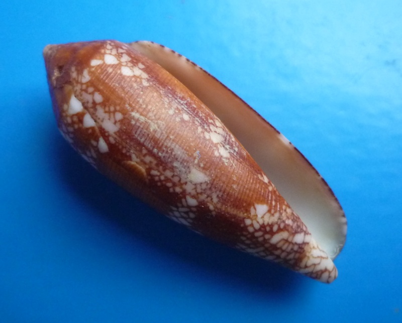 Conus (Darioconus) auricomus Hwass in Bruguière, 1792 Canus399