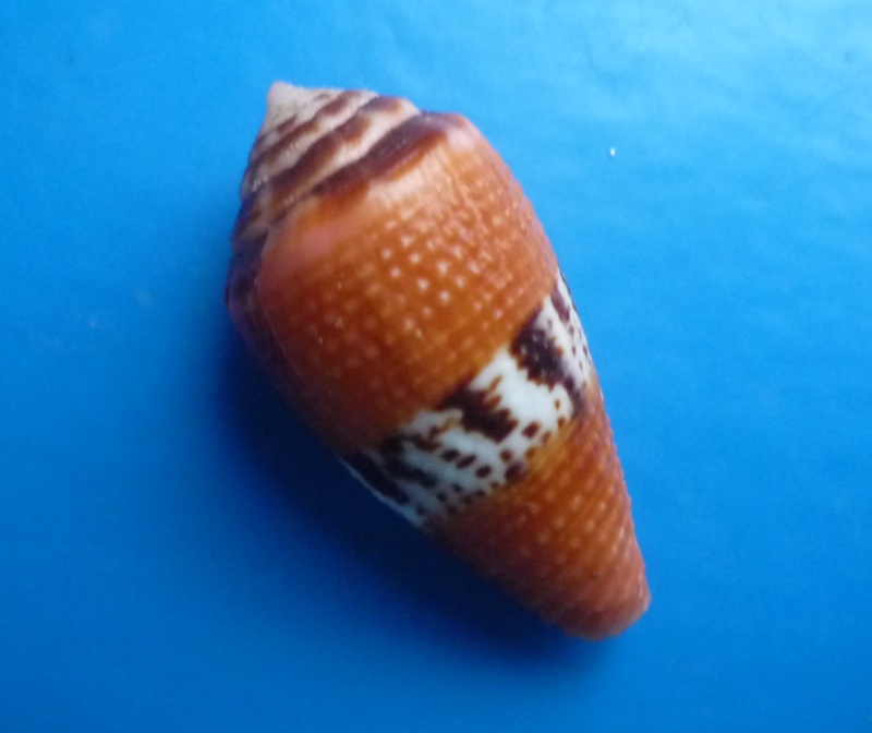 Conidae Conus (Rubroconus) coccineus   Gmelin, 1791 Canus413