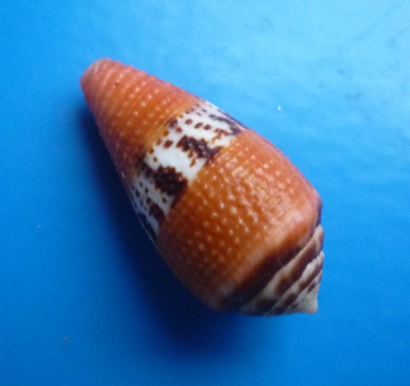 Conidae Conus (Rubroconus) coccineus   Gmelin, 1791 Canus414