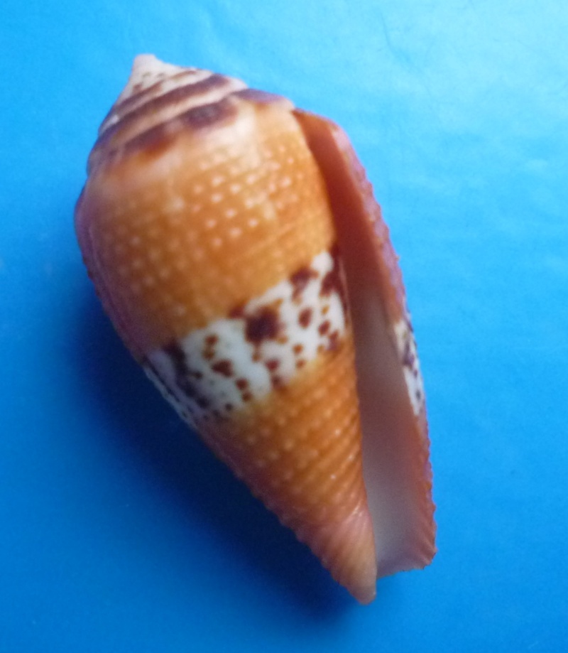 Conidae Conus (Rubroconus) coccineus   Gmelin, 1791 Canus415