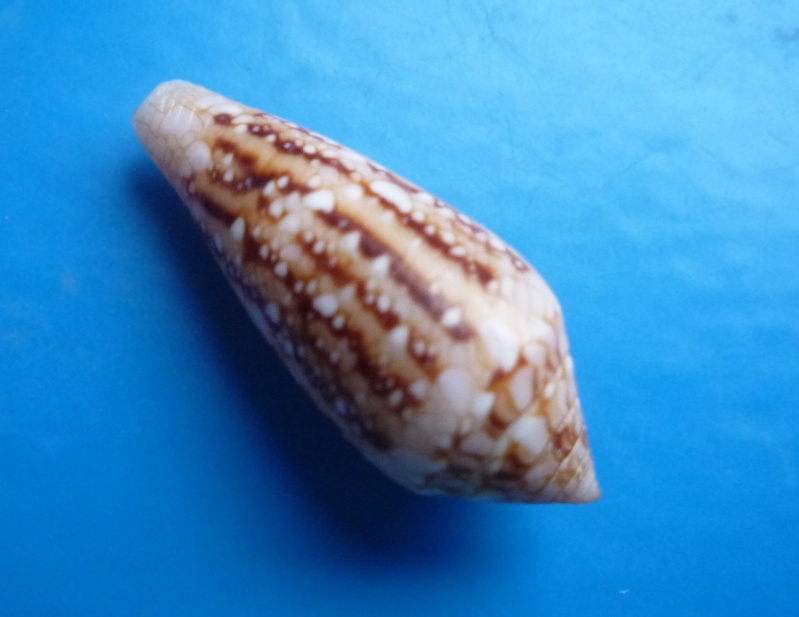 Conus (Cylinder) legatus   Lamarck, 1810 Canus453