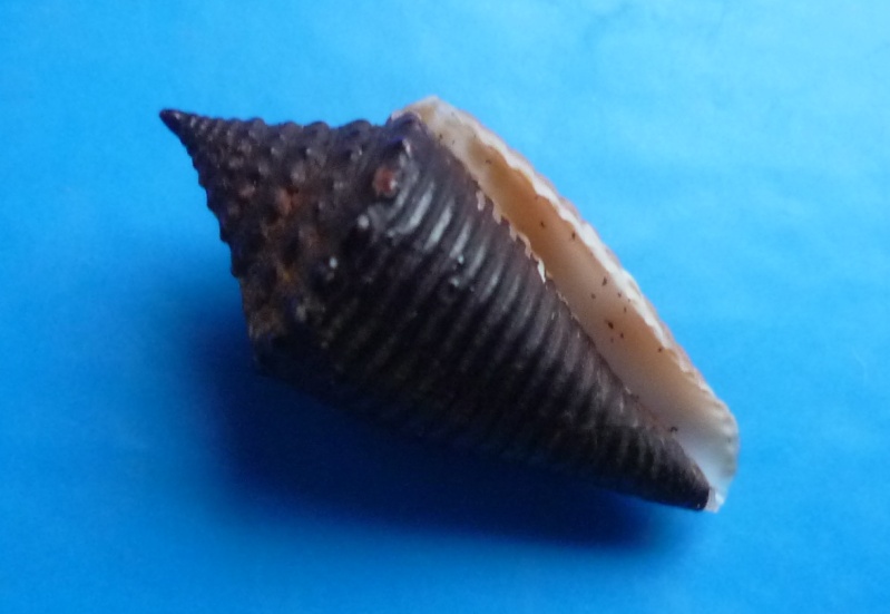 Conus (Turriconus) acutangulus  Lamarck, 1810 Canus457