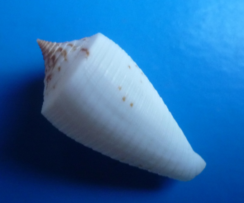 Conus (Phasmoconus) lovellireevei   Raybaudi,  1993 voir Conus (Phasmoconus) asiaticus lovellreevei Canus466