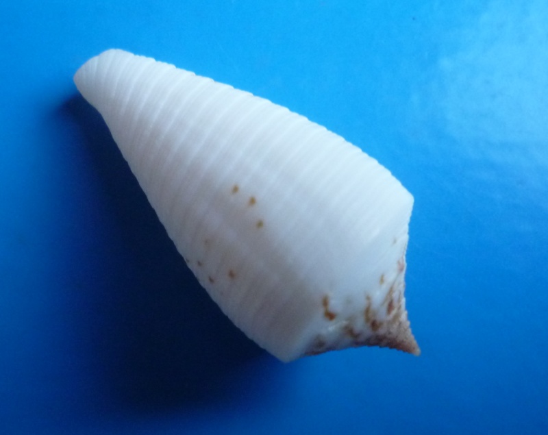 Conus (Phasmoconus) lovellireevei   Raybaudi,  1993 voir Conus (Phasmoconus) asiaticus lovellreevei Canus467