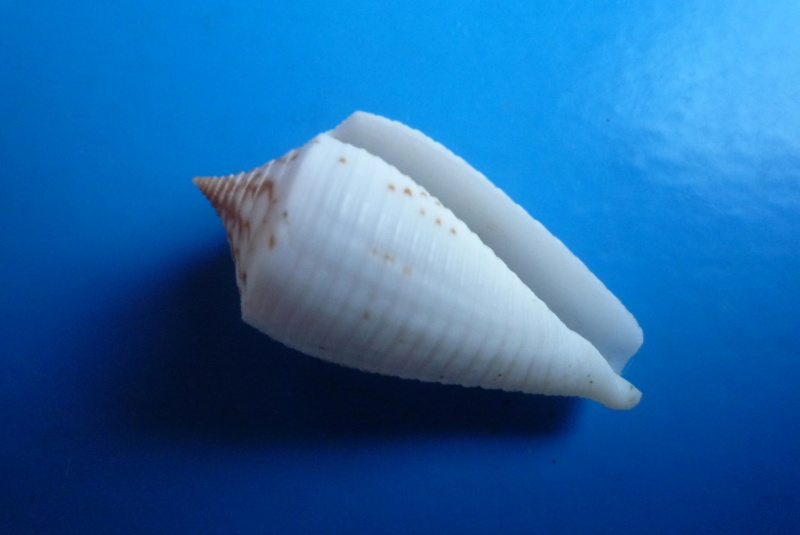 Conus (Phasmoconus) lovellireevei   Raybaudi,  1993 voir Conus (Phasmoconus) asiaticus lovellreevei Canus468