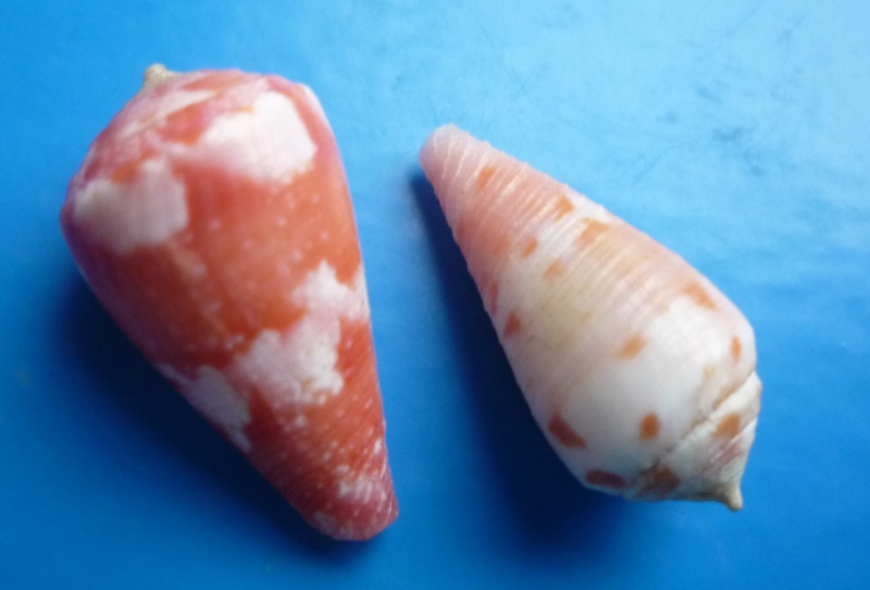 Conus (Rhizoconus) pertusus Hwass in Bruguière, 1792 Canus496