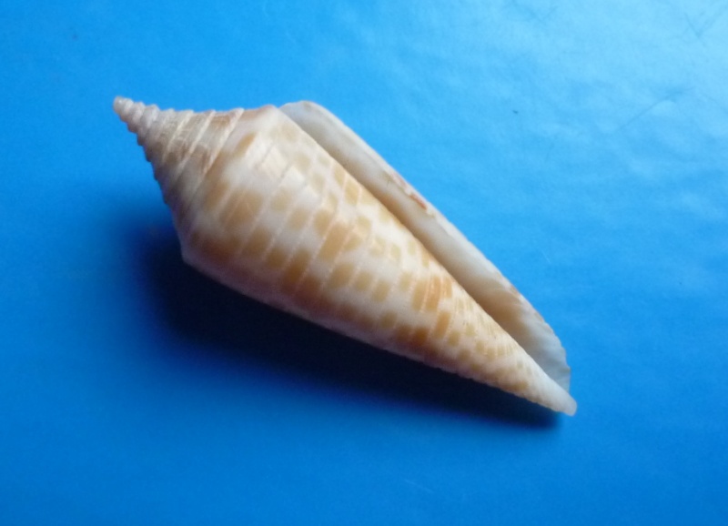 Conasprella (Fusiconus) aculeiformis (Reeve, 1844) Canus505