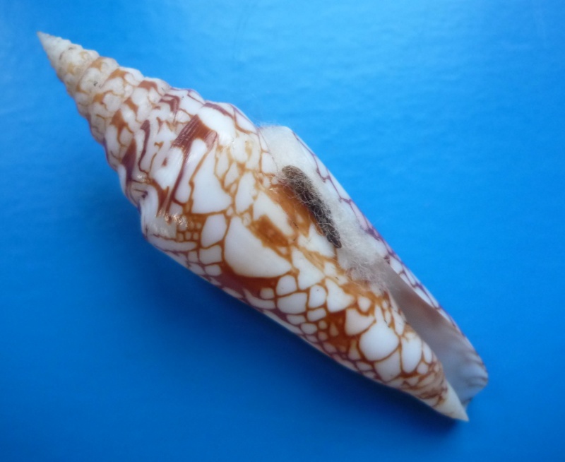 Conus (Leptoconus) milneedwardsi clytospira Melvill & Standen, 1899 Canus_10