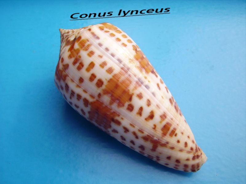 Conus (Phasmoconus) lynceus  GB. Sowerby II, 1858 Canus_60