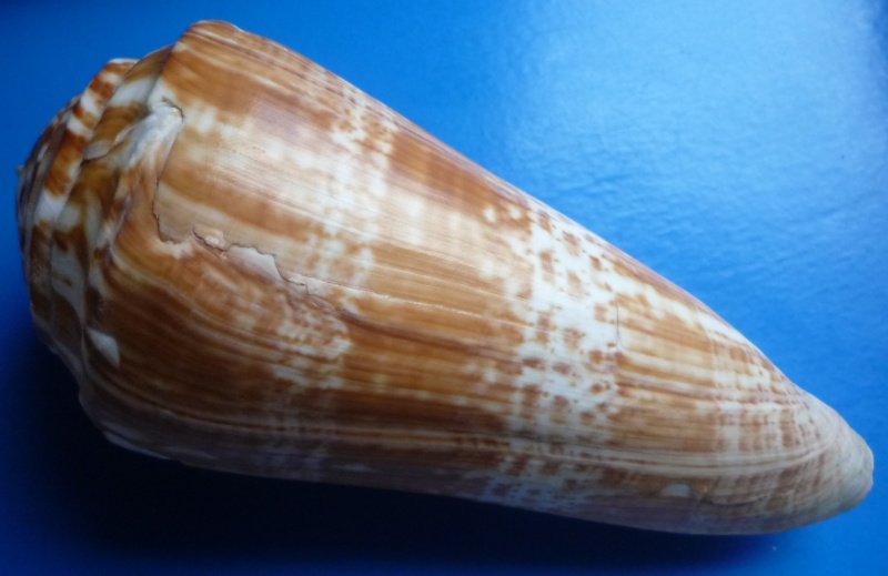 Conus (Kalloconus) pulcher  [Lightfoot], 1786 Canus_69