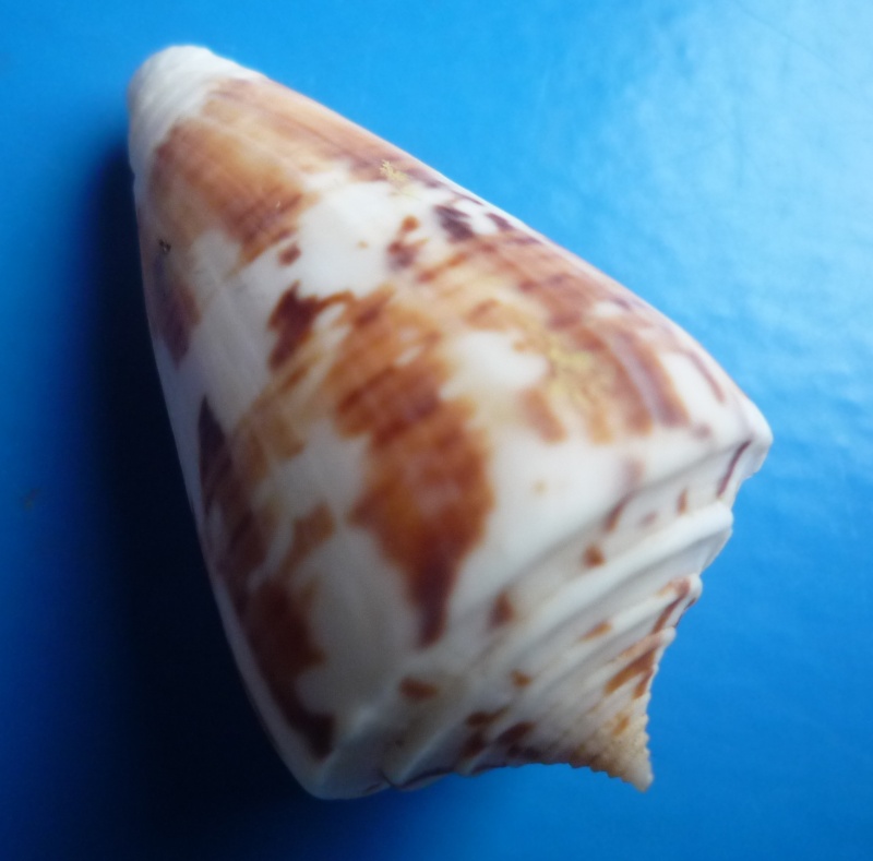 Conus (Splinoconus) malacanus Hwass in Bruguière, 1792 Canus_87