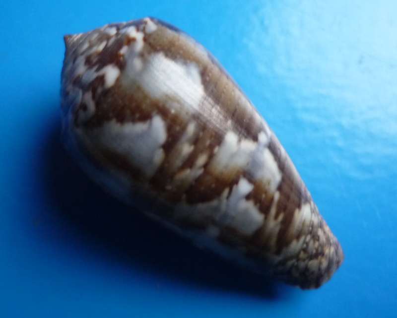 Conus (Pionoconus) monachus  (Linnaeus, 1758)  Canus_98