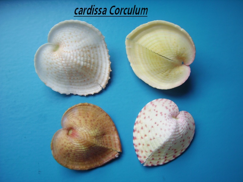 Cardiidae Fraginae Corculum cardissa - (Linnaeus, 1758)  Cardis10