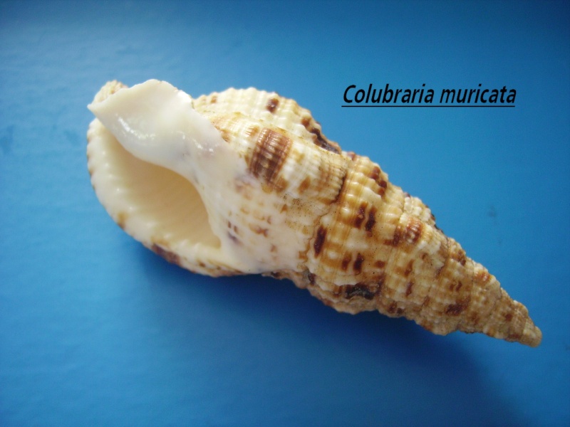Colubraria muricata (Lightfoot, 1786) Colubr14