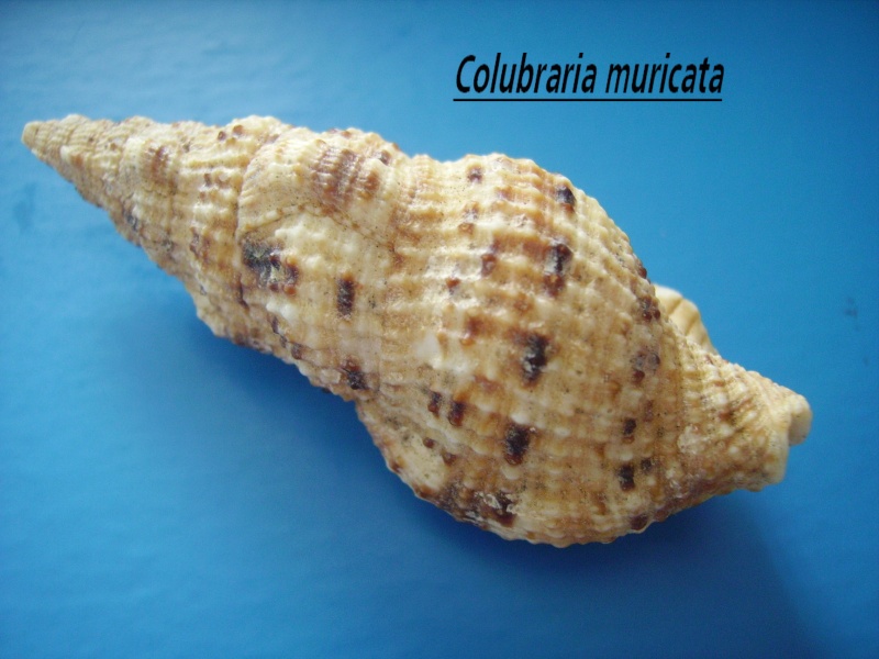 Colubraria muricata (Lightfoot, 1786) Colubr15