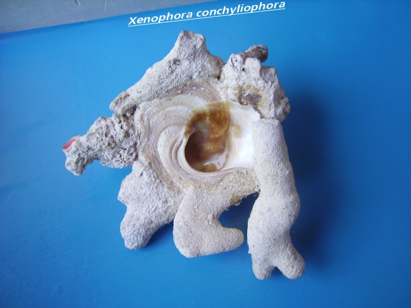 Xenophora conchyliophora (Born, 1780)  Conchy10
