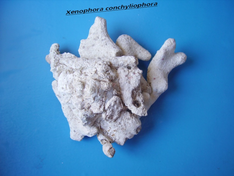 Xenophora conchyliophora (Born, 1780)  Conchy11