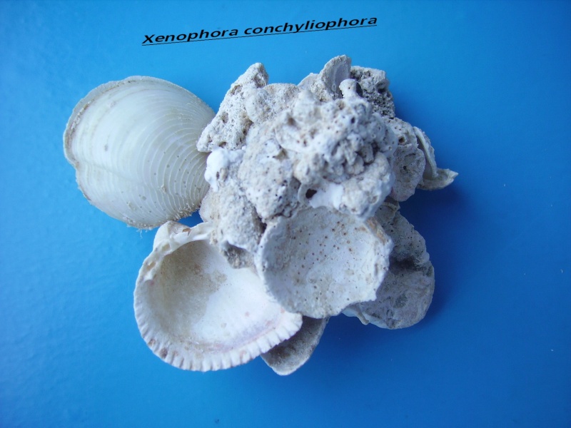 Xenophora conchyliophora (Born, 1780)  Conchy12