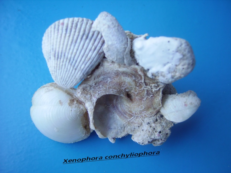 Xenophora conchyliophora (Born, 1780)  Conchy13