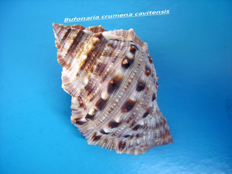 Bufonaria cavitensis (Reeve, 1844) Cruman11