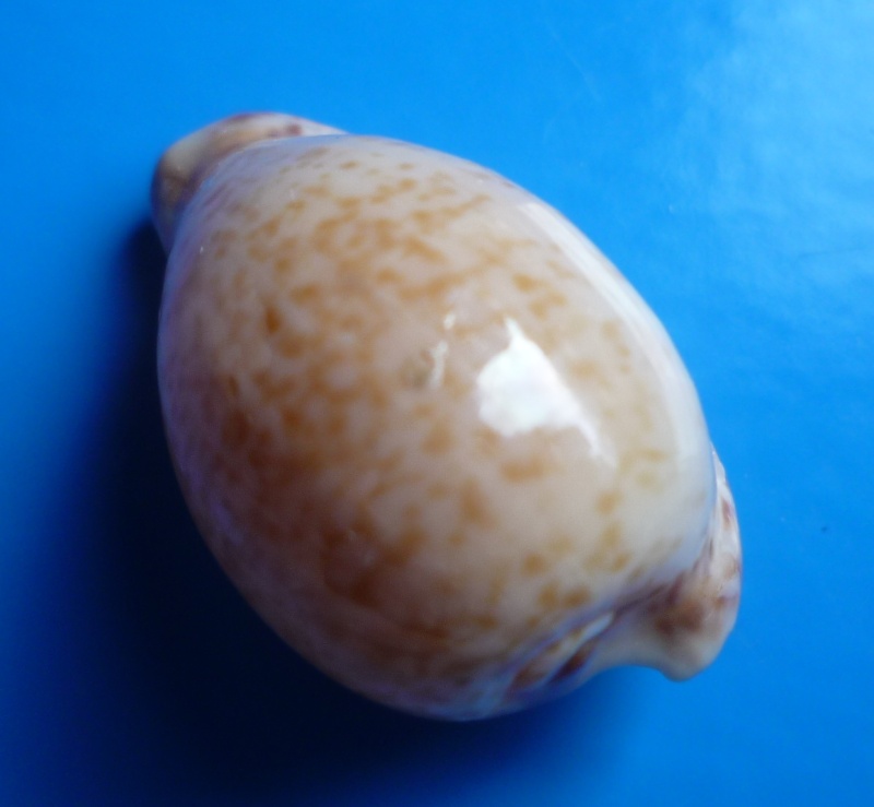 Cypraeovula algoensis permarginata Lorenz, 1989 Cyp_al14