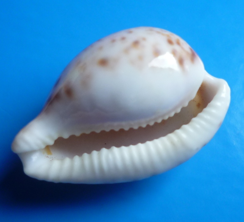 Cypraeovula algoensis permarginata Lorenz, 1989 Cyp_al15