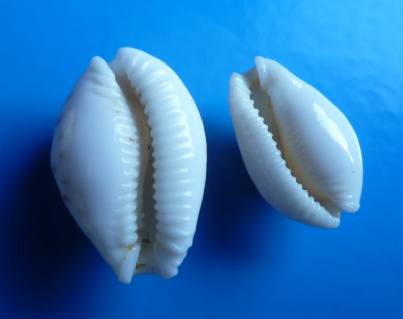 Naria cernica viridicolor (Cate, 1962) Cyp_ce15