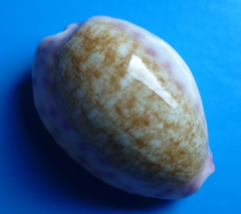 Ovatipsa chinensis violacea - (Rous, 1905) Cyp_ch20