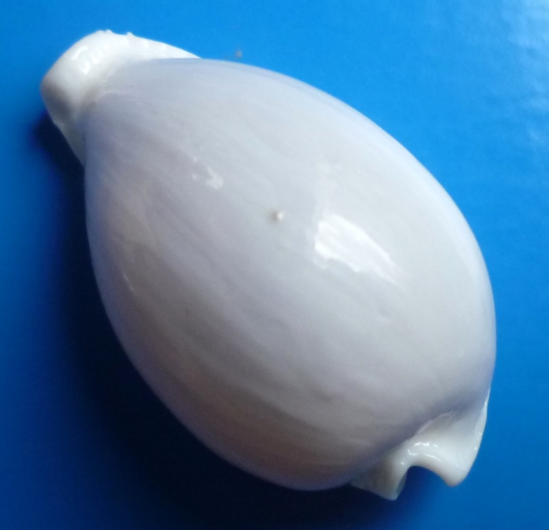 Naria eburnea (Barnes, 1824) Cyp_eb15