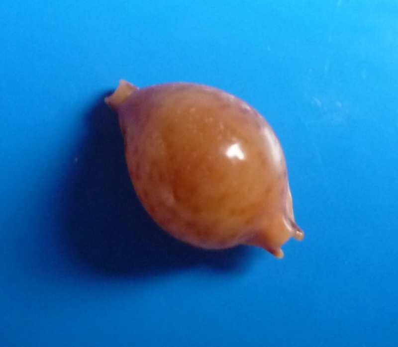 Pustularia globulus sphaeridium - Schilder & Schilder, 1938 Cyp_gl13