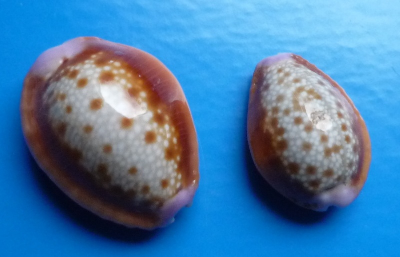 Naria helvola helvola (Linnaeus, 1758) Cyp_he18
