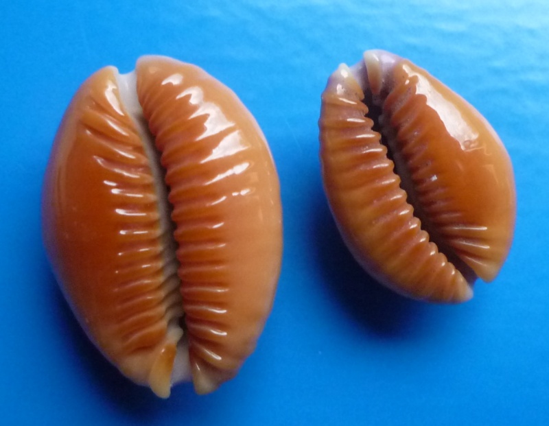 Naria helvola helvola (Linnaeus, 1758) Cyp_he19