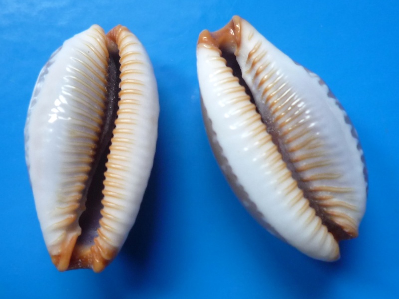 Staphylaea limacina - (Lamarck, 1810) Cyp_li14