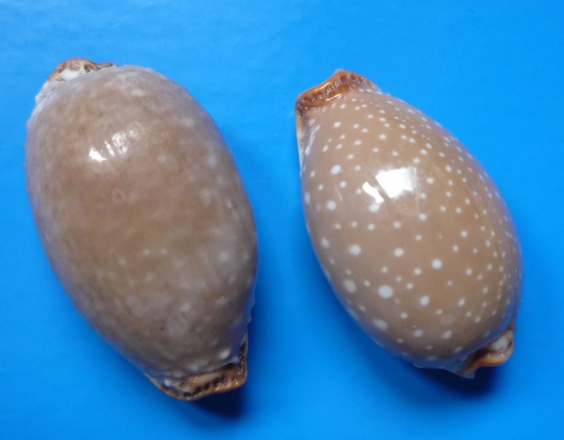 Staphylaea limacina interstincta - (Wood, 1828) Cyp_li16