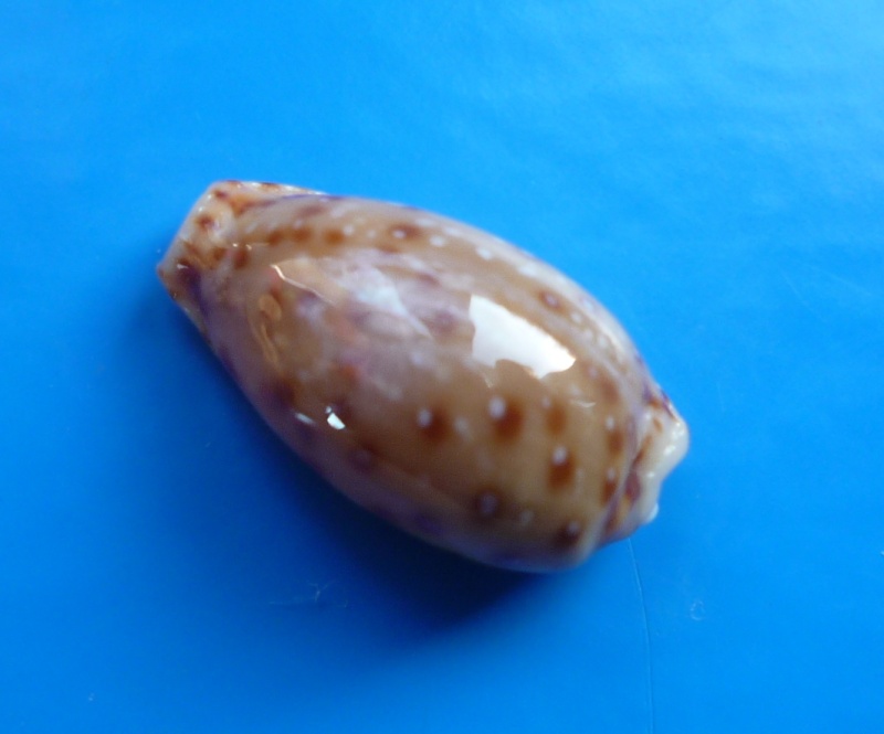 Naria macandrewi (G. B. Sowerby II, 1870) Cyp_ma20