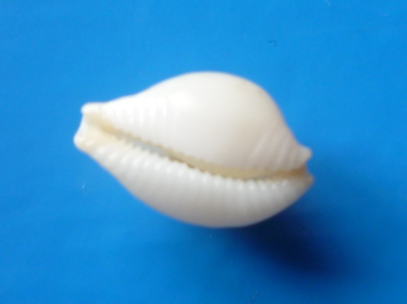 Pustularia mauiensis - (Burgess, 1967) Cyp_ma36
