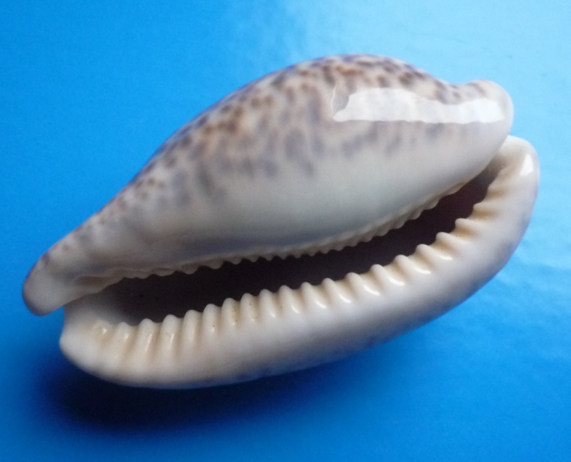 Pseudozonaria nigropunctata - (Gray, 1828) Cyp_ni12
