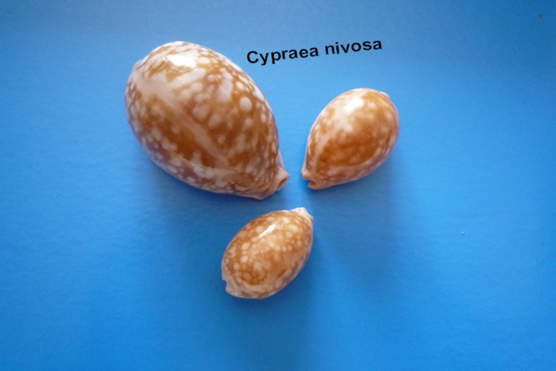 Callistocypraea nivosa (Broderip, 1827) Cyp_ni14