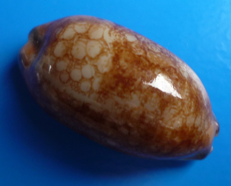 Mauritia scurra - (Gmelin, 1791) - Niger & Pustuleuse Cyp_sc12
